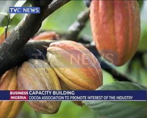 Cocoa-growers-aim-to-increase-production-within-the-value-chain