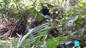 Cocoa-in-Ivory-Coast-threatened-by-deforestation