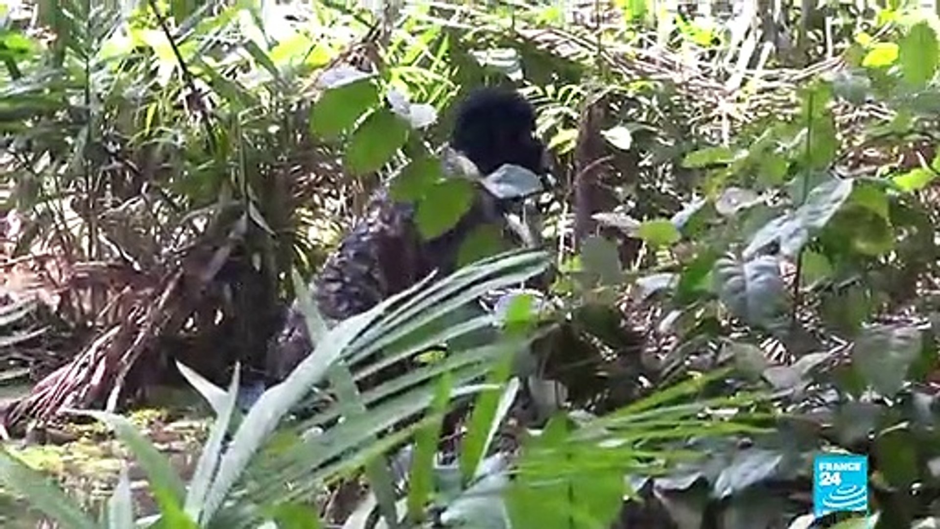 Cocoa-in-Ivory-Coast-threatened-by-deforestation