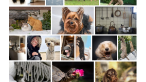 Comedy-pet-award-finalists