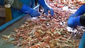 Coronavirus-is-death-knell-for-Scottish-fishing-industry