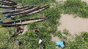 Could-Lake-Victorias-water-hyacinth-invasion-have-a-silver-lining