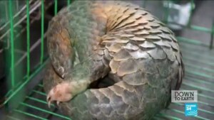 Could-ending-wildlife-trade-mean-ending-pandemics