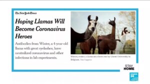 Could-llamas-be-crucial-to-finding-a-preventative-Covid-19-cure