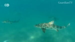 Countries-vote-to-protect-endangered-mako-sharks