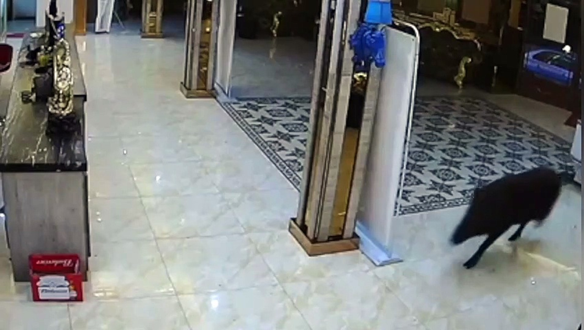 Customers-flee-after-wild-boar-chrages-into-Chinese-karaoke-bar