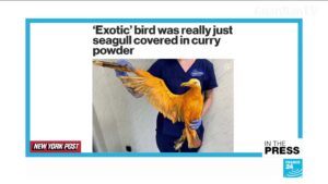 Dancing-Bird-Cockatoo-Snowball-learned-14-dance-moves-on-his-own-researchers-find