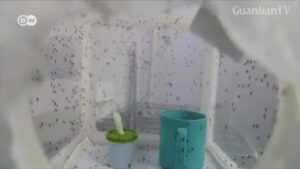 Dengue-fever