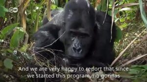 Dismantling-gorilla-traps-in-DRC
