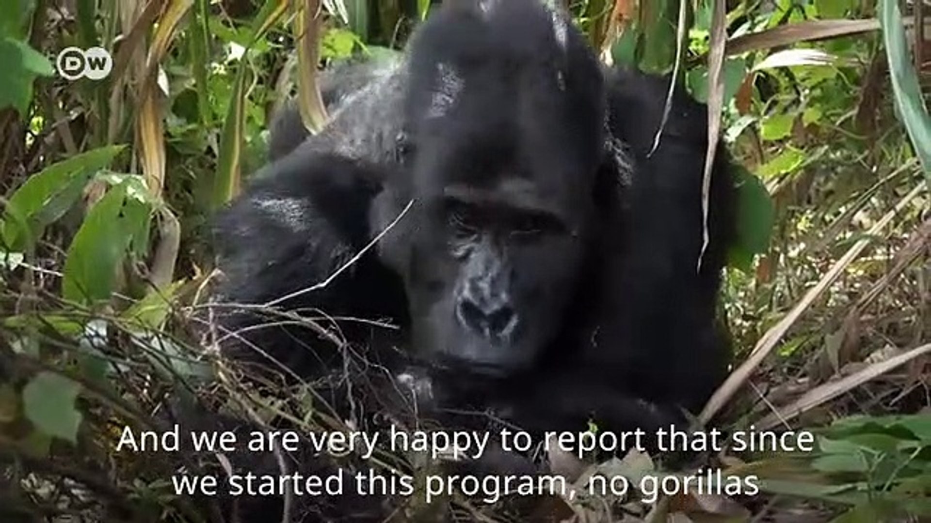Dismantling-gorilla-traps-in-DRC