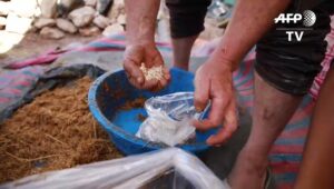 Displaced-Syrian-grows-mushrooms-to-feed-family