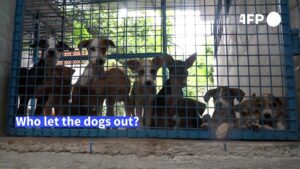 Dogged-by-lockdown-loneliness-Indians-adopt-mans-best-friend