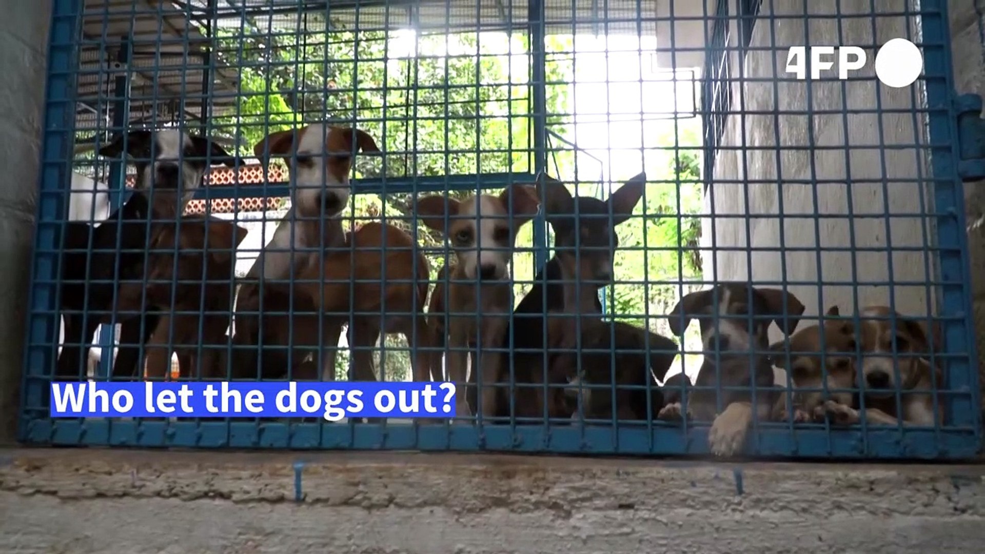 Dogged-by-lockdown-loneliness-Indians-adopt-mans-best-friend