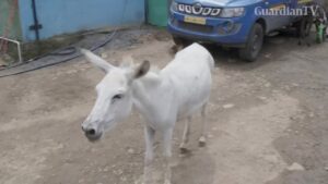 Donkey-diva-Singing-beast-of-burden-becomes-Indian-sensation