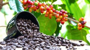 EU-has-given-Africas-biggest-coffee-exporter-a-43-million-grant-says-Ugandas-presidency