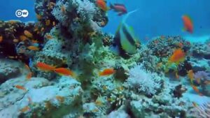 Egypt-tries-to-restart-tourism-during-coronavirus-pandemic