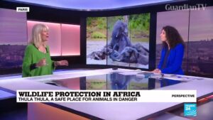 Elephants-are-the-perfect-model-for-society