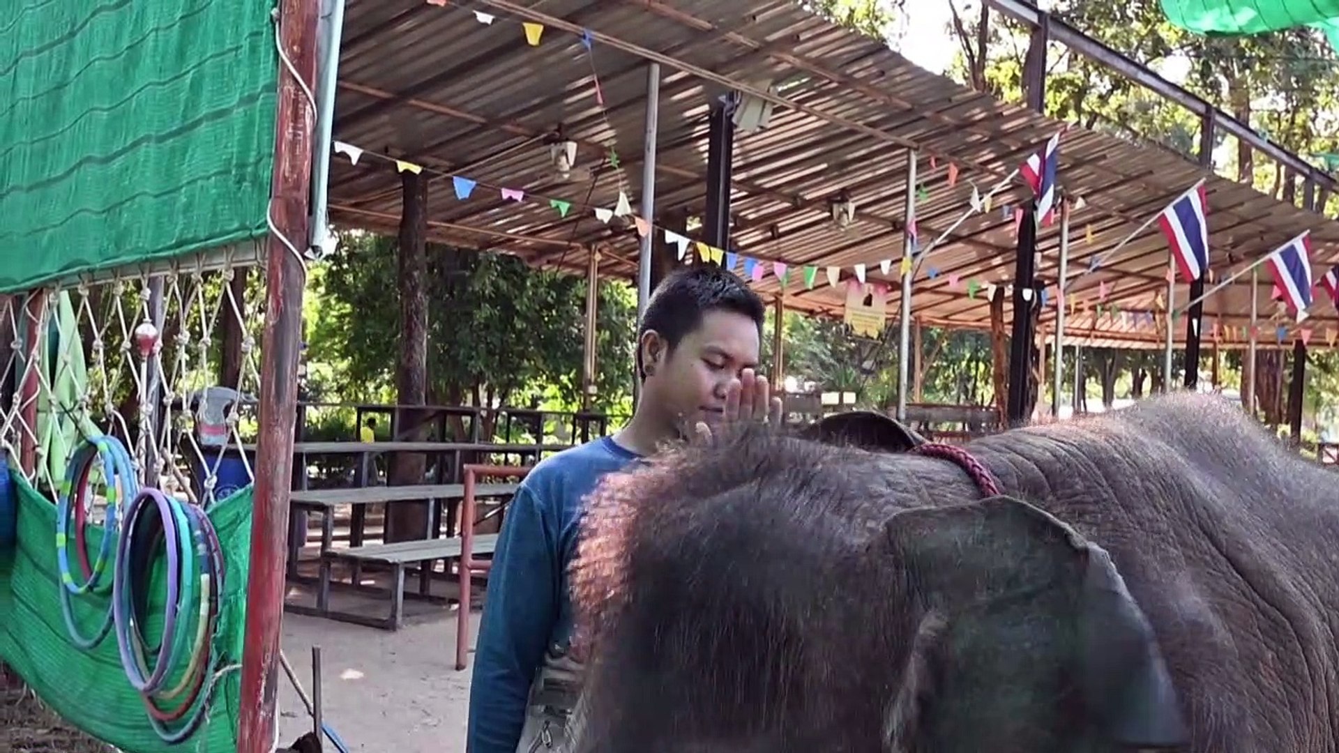 Elephants-in-Thailand-broken-for-lucrative-animal-tourism