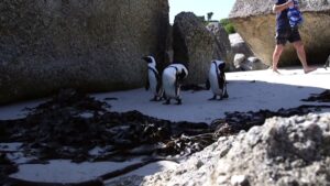 Endangered-African-penguins-under-threat-from-tourism