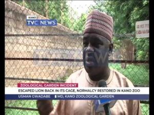 Escaped-Lion-back-in-its-cage-normalcy-restored-in-Kano-Zoo