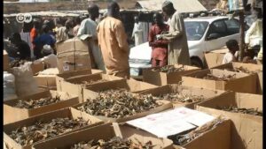 Explore-West-Africas-largest-frog-market