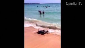 Eyewitness-films-shark-on-Majorca-beach-shore