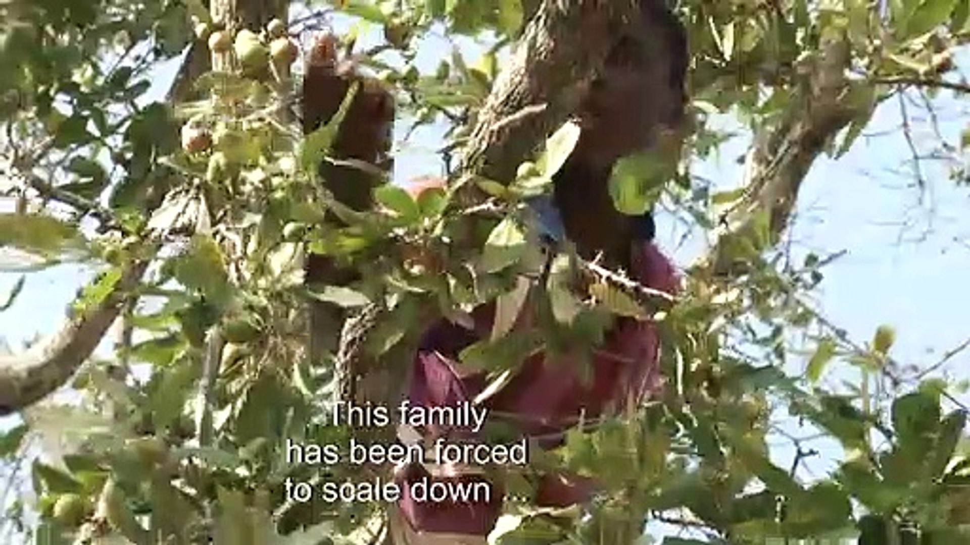 Families-survive-on-one-meal-in-drought-hit-Zimbabwe