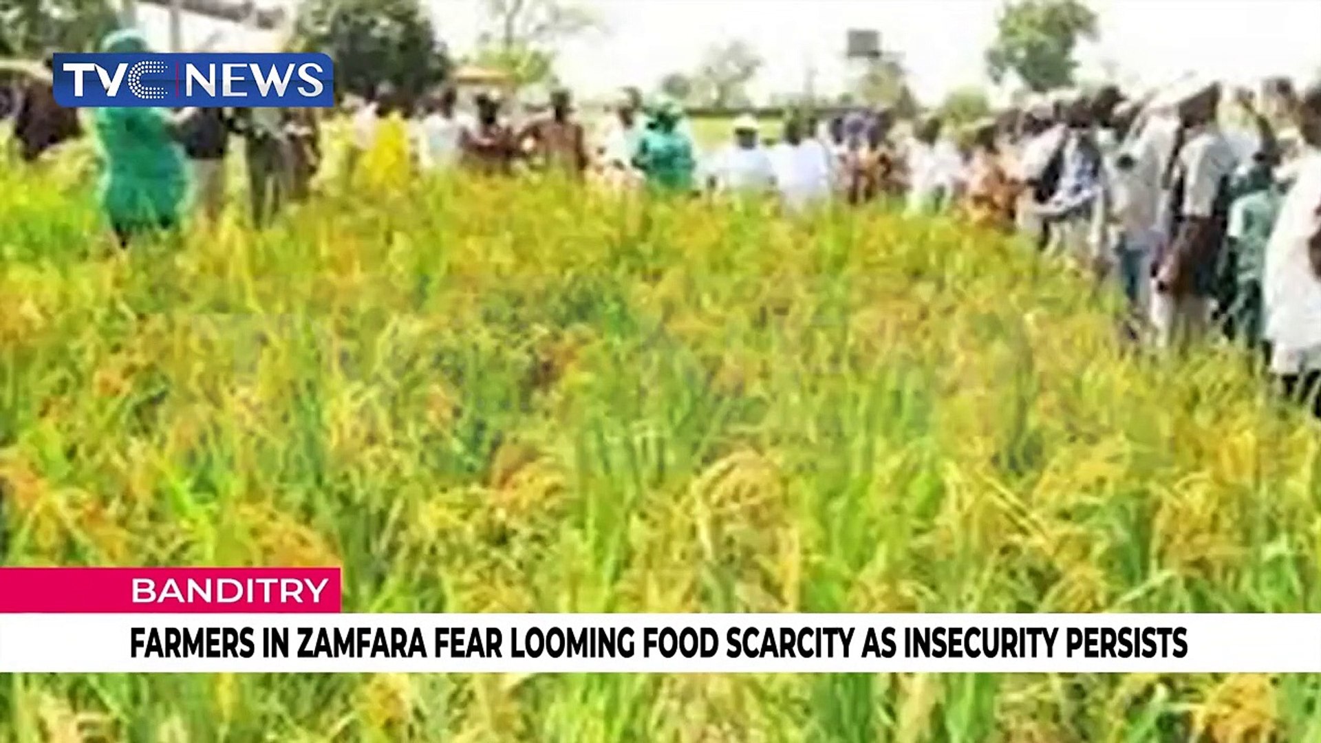 Farmers-in-Zamfara-fear-looming-food-scarcity-as-insecurity-persists