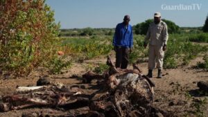 Fearful-of-elephant-attacks-some-in-Botswana-cheer-huntings-return