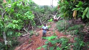 Fighting-illegal-logging-in-Ghana-with-an-app