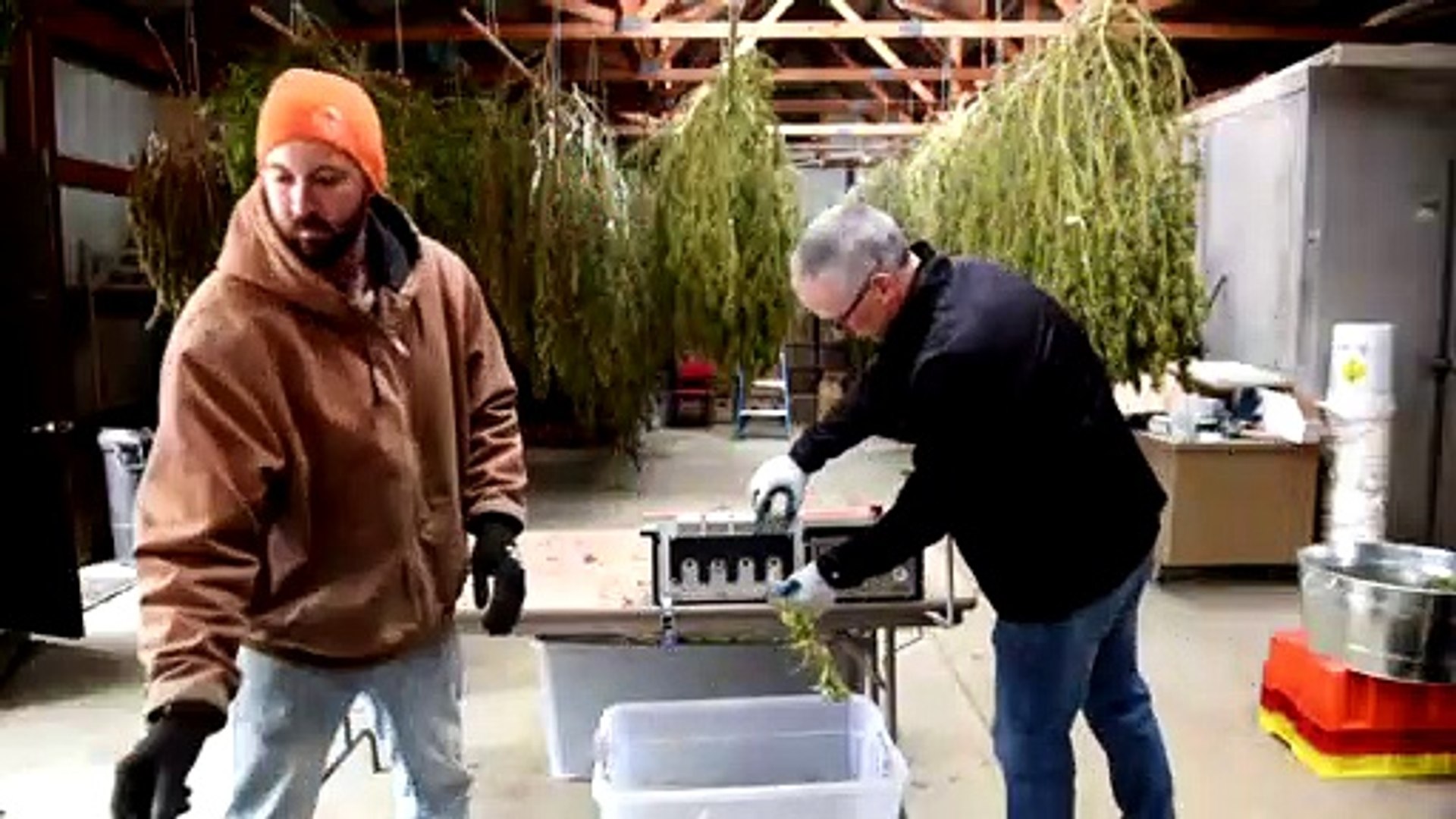 First-U.S.-hemp-harvest-is-a-bust