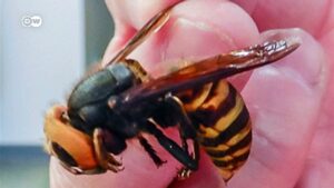First-nest-of-murder-hornets-found-in-the-US