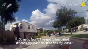Florida-police-capture-a-runaway-kangaroo