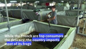 Frog-breeder-jumping-at-chance-to-provide-Frances-top-eateries