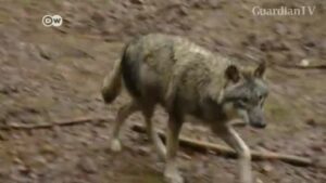 Furry-head-of-ice-age-wolf-found-in-Siberian-permafrost