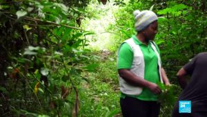 Cameroons-rubber-business-A-weapon-of-mass-deforestation