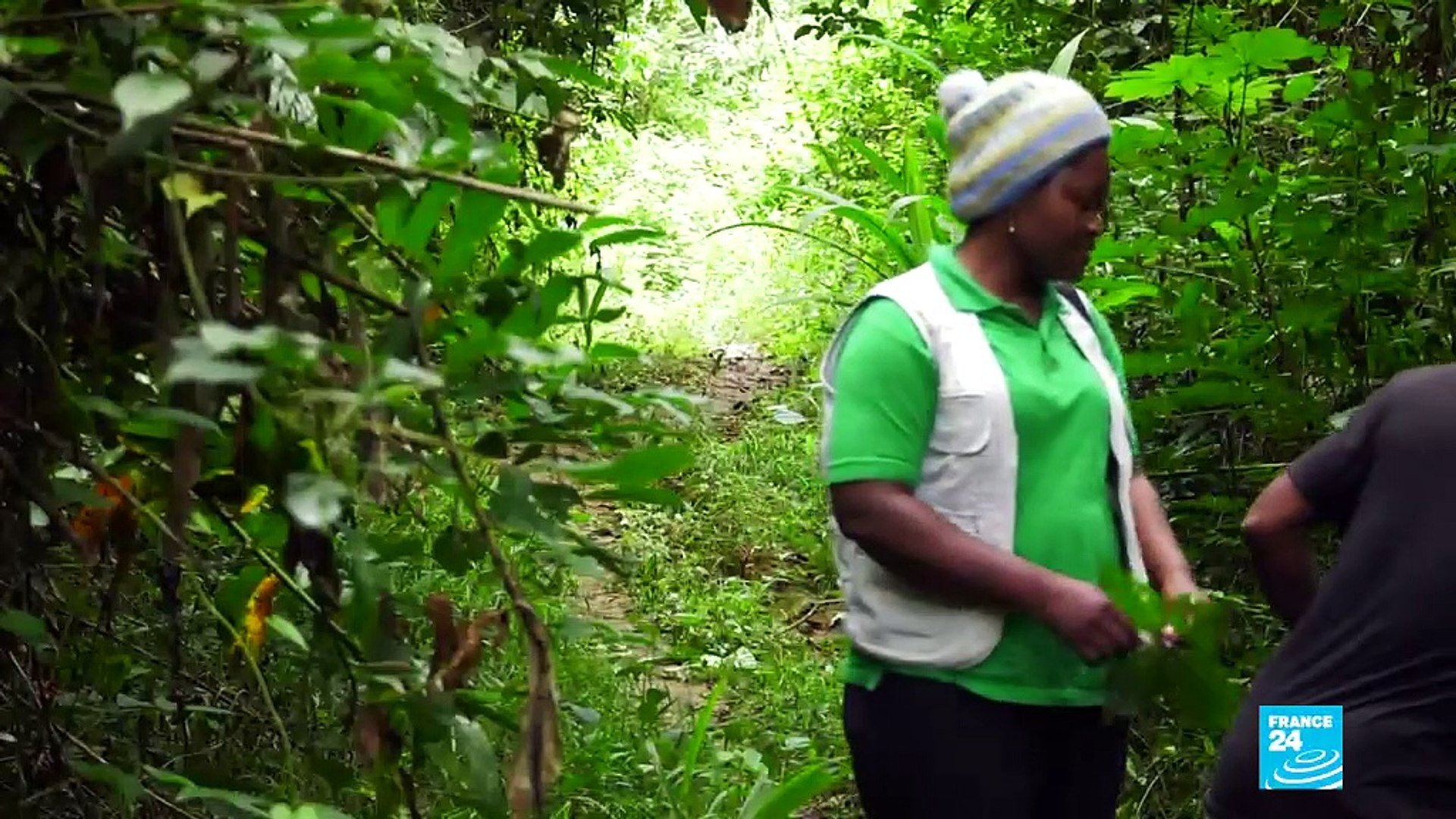 Cameroons-rubber-business-A-weapon-of-mass-deforestation