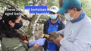 Galapagos-wild-tortoises-born-in-captivity-released