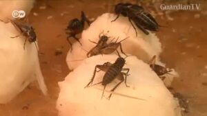 German-cockroach-gaining-rapid-resistance-to-insecticides