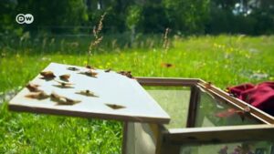 German-scientists-find-44-million-year-old-caterpillar