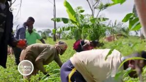 Ghana-Tomato-farmers-under-pressure