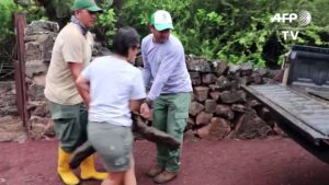 Giant-tortoise-Diego-a-hero-to-his-species-returns-to-Galapagos