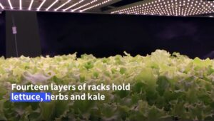 Giant-vertical-farm-opens-in-Denmark