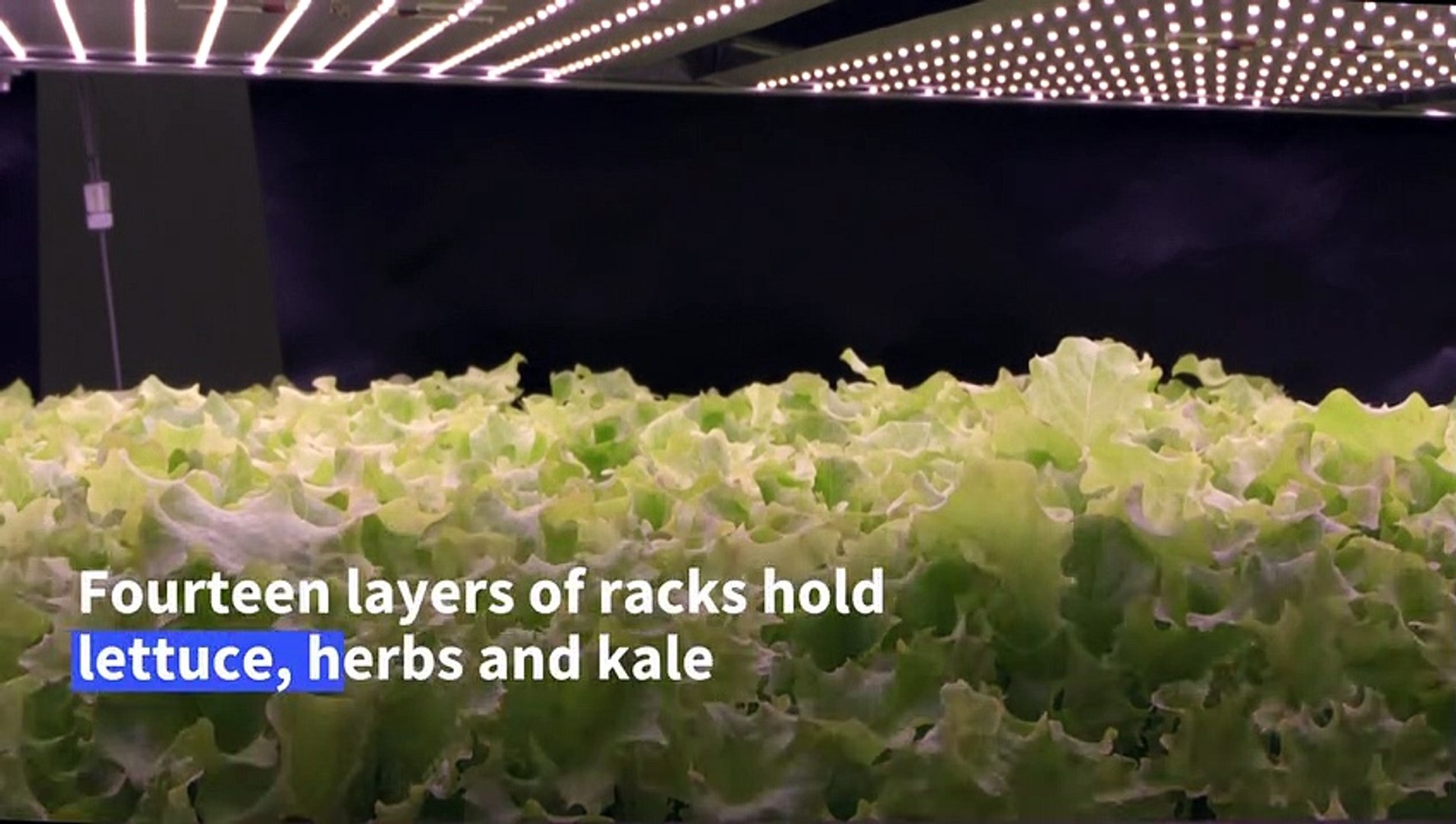 Giant-vertical-farm-opens-in-Denmark