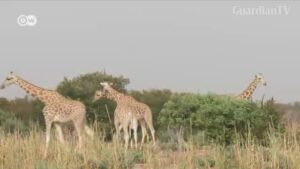 Giraffes-move-closer-to-endangered-species-protection