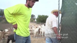 Goats-help-prevent-wildfires-in-California