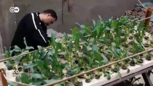 Greening-Egypts-capital-with-rooftop-gardens