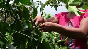 Guatemalan-coffee-producers-dream-of-return-to-US-amid-price-fall