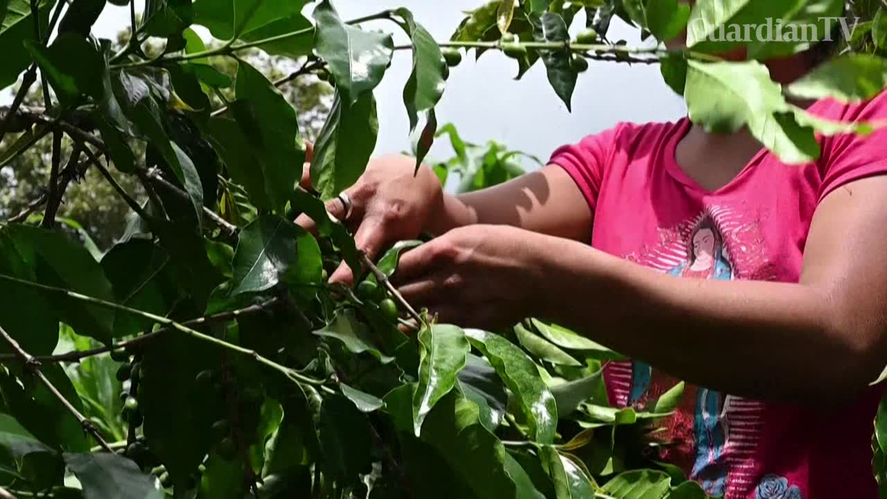 Guatemalan-coffee-producers-dream-of-return-to-US-amid-price-fall