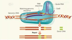 HIV-completely-removed-from-mice-in-groundbreaking-study